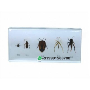 Specimen of pest for Biology Lab