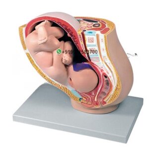 Pregnancy Pelvis with Fetus Anatomy Model for Biology Lab