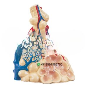 Lobule of the Lung Anatomy Model for Biology Lab