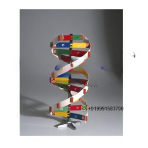 Human D.N.A Kit Anatomy Model for Biology Lab