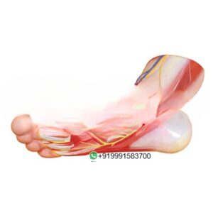 Anatomy of the Foot Anatomy Model for Biology Lab