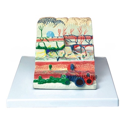 Human Anatomy Intestinal Villus Model for Biology Lab