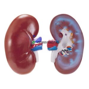 Human Kidney Right Anatomy Model for Biology Lab