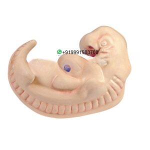 Human Embryo Anatomy Model for Biology Lab