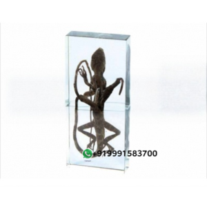 Specimen of Gecko for Biology Lab