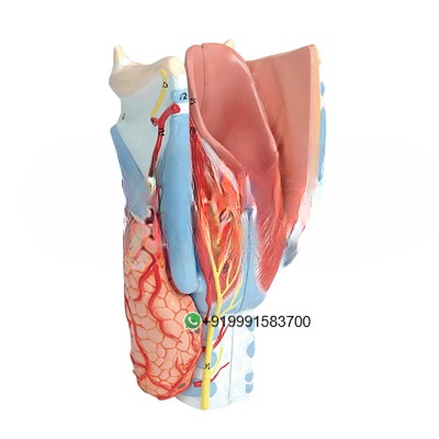 Human Larynx Anatomy Model for Biology Lab