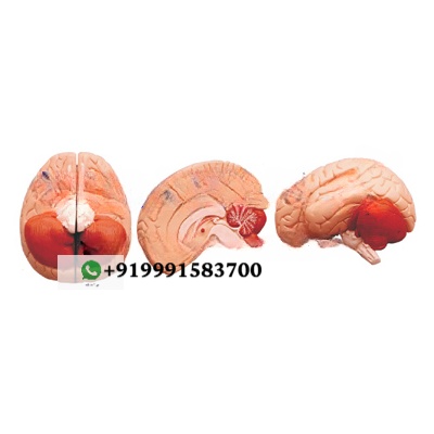 Human Brain 2 Parts Anatomy Model for Biology Lab