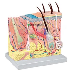 Human Skin Anatomy Model for Biology Lab