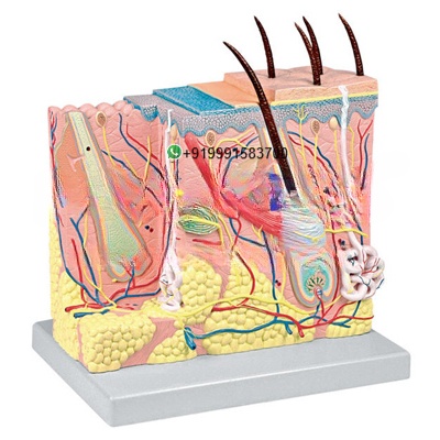 Human Skin Anatomy Model for Biology Lab