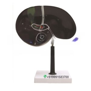 Human Duodenum and Spleen Economy Anatomy Model for Biology Lab