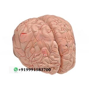 Human Brain 4 Parts Anatomy Model for Biology Lab