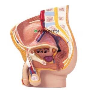 Human Male Pelvis 2 Parts Anatomy Model for Biology Lab