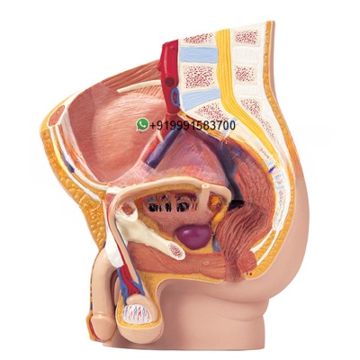 Human Male Pelvis 2 Parts Anatomy Model for Biology Lab