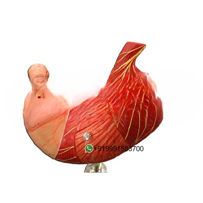 Human Stomach Anatomy Model for Biology Lab