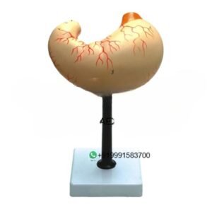 Human Stomach Anatomy Model Economy for Biology Lab