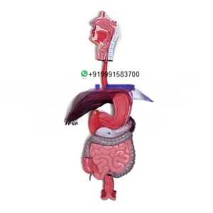Human Digestive System Anatomy Model for Biology Lab