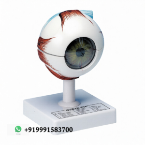 Human Eye 3X Anatomy Model for Biology Lab