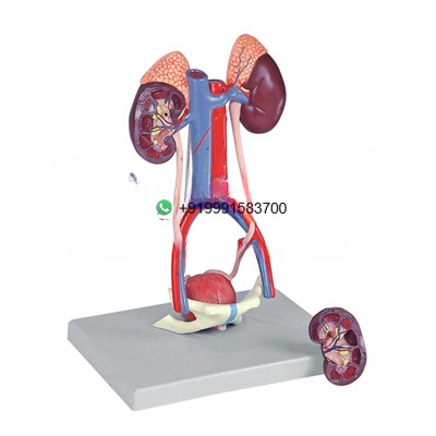 Human Urinary System Anatomy Model for Biology Lab