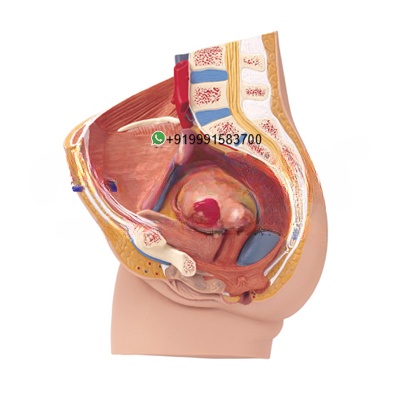 Human Female Pelvis, 2 Parts Anatomy Model for Biology Lab