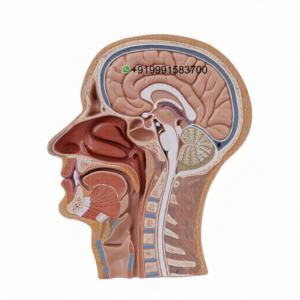 Human Head and Neck Anatomy Model for Biology Lab