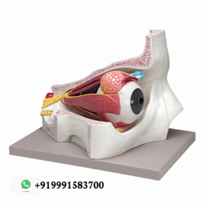Human Eye with Orbit Anatomy Model for Biology Lab