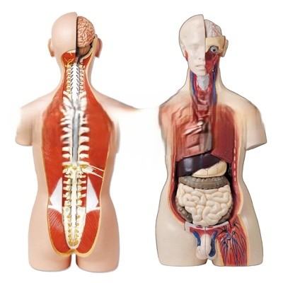 Human Torso with Interchangeable Sex Organs and open back for Biology Lab