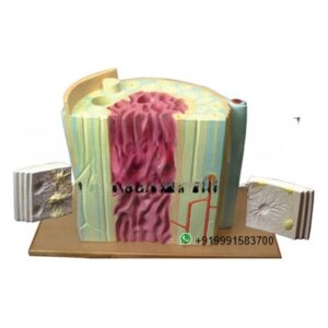 Human Anatomy Long Backbone for Biology Lab