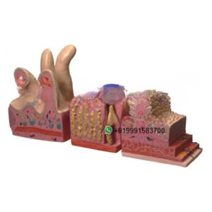 Human Anatomy Abdomen Section Model for Biology Lab