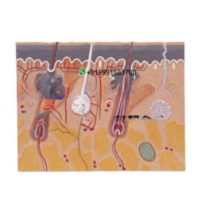 Section of Human Skin Anatomy Model for Biology Lab