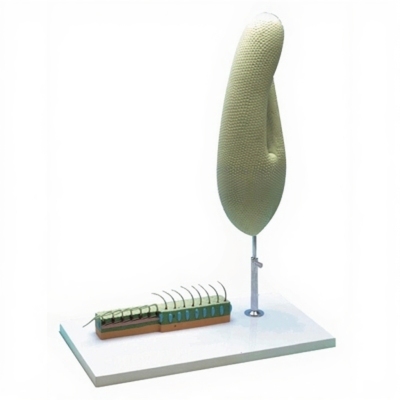 Paramecium Enlarged Zoology Model for Biology Lab