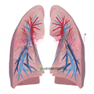 Human Lungs Anatomy Model for Biology Lab