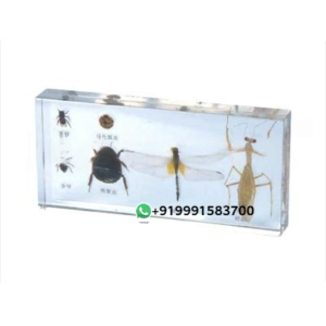 Specimen of insect for Biology Lab