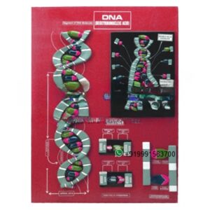 Human Anatomy D.N.A Model for Biology Lab