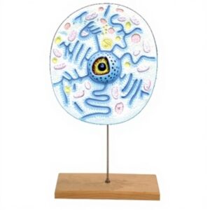 Animal Cell Zoology Model for Biology Lab