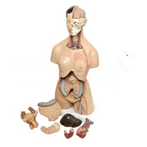 Human Torso Dual Sex 12 Parts for Biology Lab