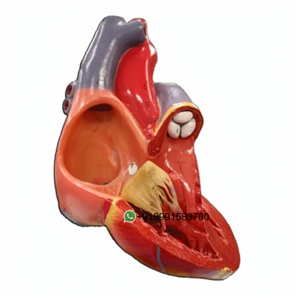 Human Heart Anatomy Model for Biology Lab