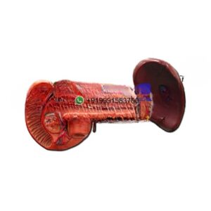 Human Pancreas, Duodenum and Spleen Anatomy Model for Biology Lab