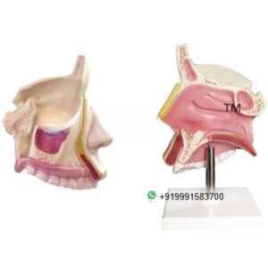 Human Nasal Cavity Model - Human Anatomy for Biology Lab