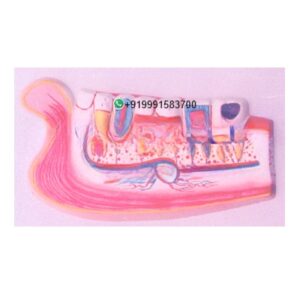 Human Lower Jaw with Teeth Anatomy Model for Biology Lab