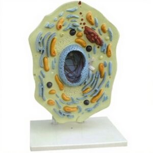 Animal Cell Three Dimensional Zoology Anatomy Model for Biology Lab