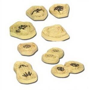 Animal Cell Mitosis Zoology Model Set of 8 for Biology Lab, Biology Lab Exporters