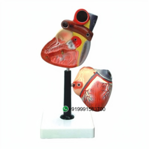 Human Heart, Economy Anatomy Model for Biology Lab