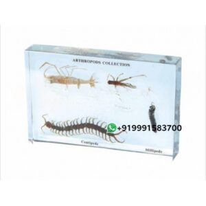 Specimen of Arthropod for Biology Lab