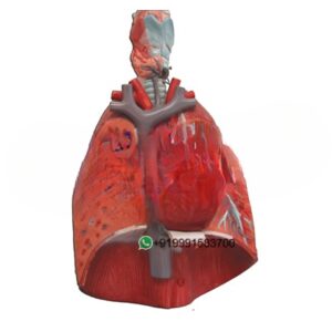 Human Lung with Larynx and Heart Anatomy Model for Biology Lab