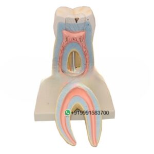 Human Teeth Lower Molar with Root Anatomy Model for Biology Lab