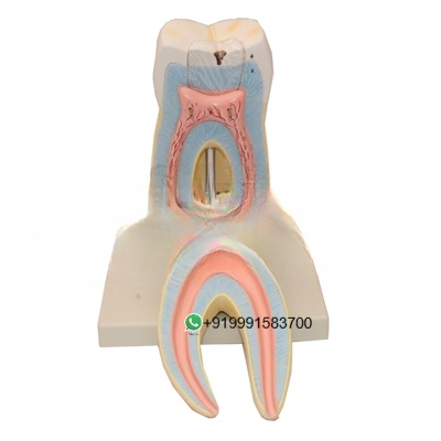 Human Teeth Lower Molar with Root Anatomy Model for Biology Lab