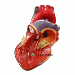 Human Heart, 4 Parts Anatomy Model for Biology Lab