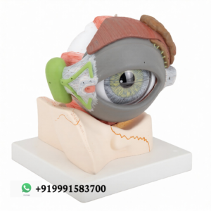 Human Eye with Eyelids Anatomy Model for Biology Lab