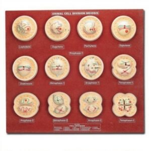 Animal Cell Division Meiosis Zoology Model for Biology Lab