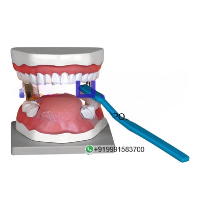 Dental Hygiene Anatomy Model for Biology Lab